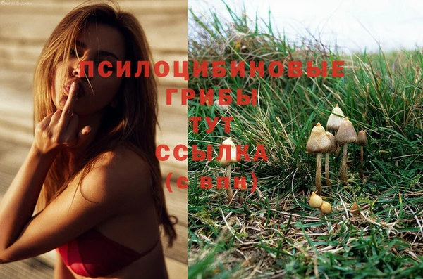 PSILOCYBIN Аркадак